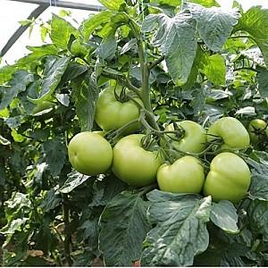 Seminte de rosii Hazera Manistella F1