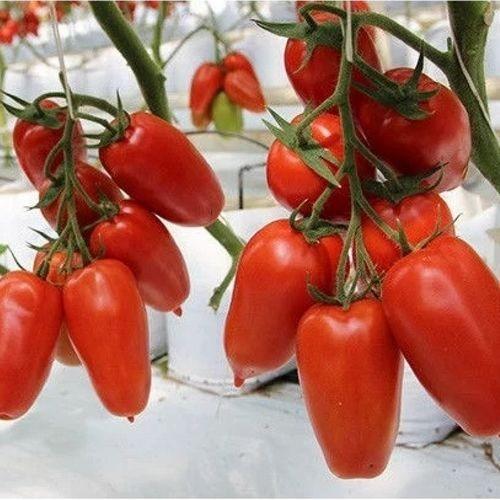 Seminte de rosii Clause Ajdar F1