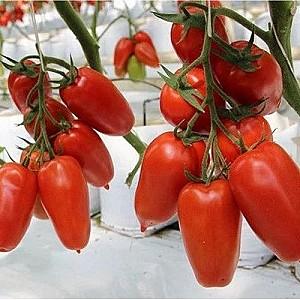 Seminte de rosii Clause Ajdar F1