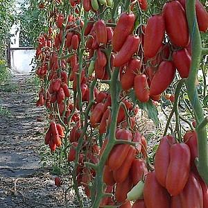 Seminte de rosii Clause Ajdar F1