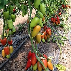 Seminte de rosii Clause Ajdar F1