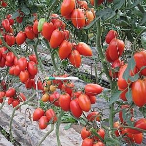 Seminte de rosii Clause Colibri F1