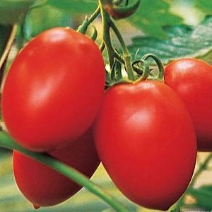 Seminte de rosii Clause Colibri F1