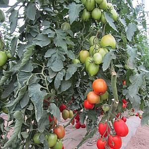 Seminte de rosii Clause Colibri F1