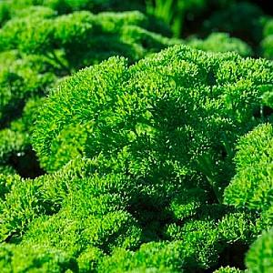 Seminte Rijk Zwaan Rina RZ