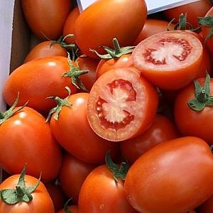 Seminte de rosii Clause Tucano F1