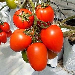 Seminte de rosii Clause Tucano F1