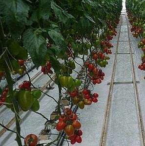 Seminte de rosii Clause Tucano F1