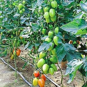 Seminte de rosii Clause Tucano F1