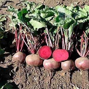 Seminte de sfecla rosie Rijk Zwaan Larca RZ