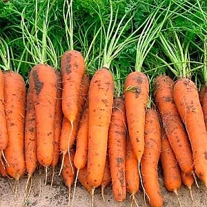 Seminte de morcov Rijk Zwaan Trafford F1