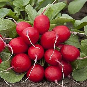 Seminte de ridichie Rijk Zwaan Mondial F1