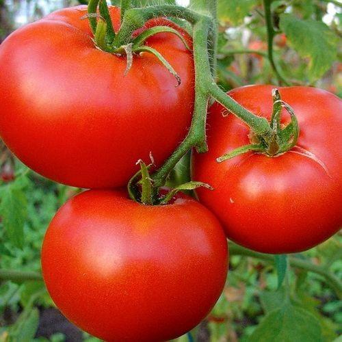 Seminte de rosii Clause Cristal F1