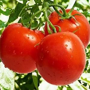 Seminte de rosii Clause Cristal F1