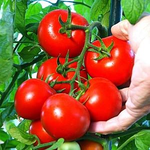 Seminte de rosii Clause Cristal F1