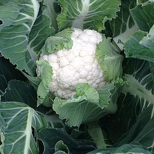 Seminte de conopida Clause Ardent F1