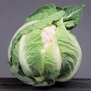 Seminte de conopida Clause Ardent F1