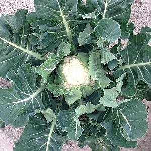 Seminte de conopida Clause Ardent F1