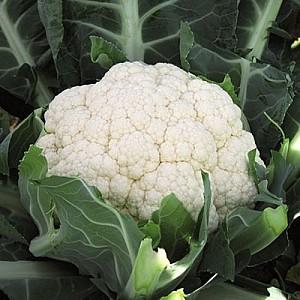 Seminte de conopida Hazera Ferrara F1