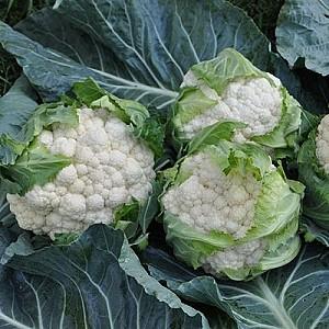 Seminte de conopida Hazera Ferrara F1