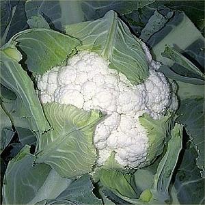 Seminte de conopida Hazera Ferrara F1