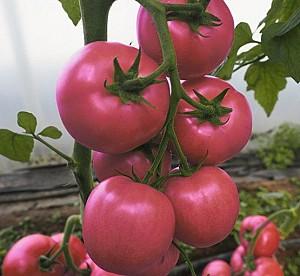 Seminte de rosii Rijk Zwaan Siberite F1