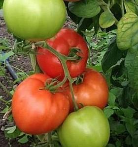 Seminte de rosii Rijk Zwaan Zulfia F1