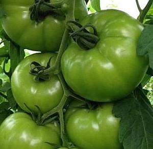 Seminte de rosii Rijk Zwaan Zulfia F1