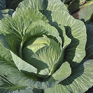 Seminte de varza alba Hazera Zoltan F1