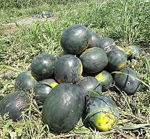 Seminte de pepene verde Rijk Zwaan Huelva F1