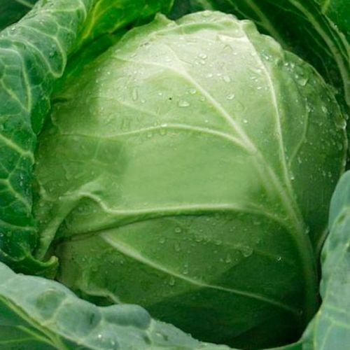 Seminte de varza alba Clause Sir F1