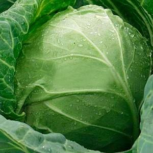 Seminte de varza alba Clause Sir F1