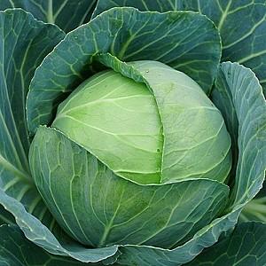 Seminte de varza alba Clause Sir F1