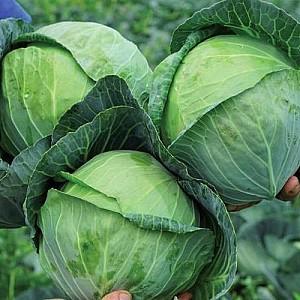 Seminte de varza alba Clause Sir F1