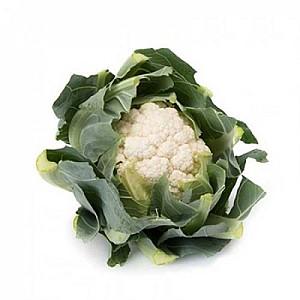 Seminte de conopida Rijk Zwaan Arienzo F1