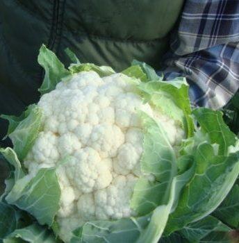 Seminte de conopida Rijk Zwaan Casper F1