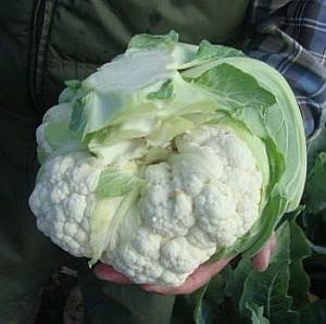 Seminte de conopida Rijk Zwaan Casper F1