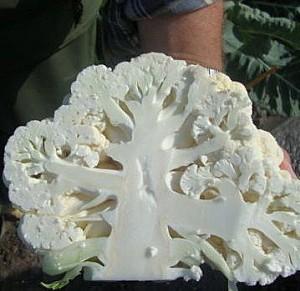 Seminte de conopida Rijk Zwaan Casper F1