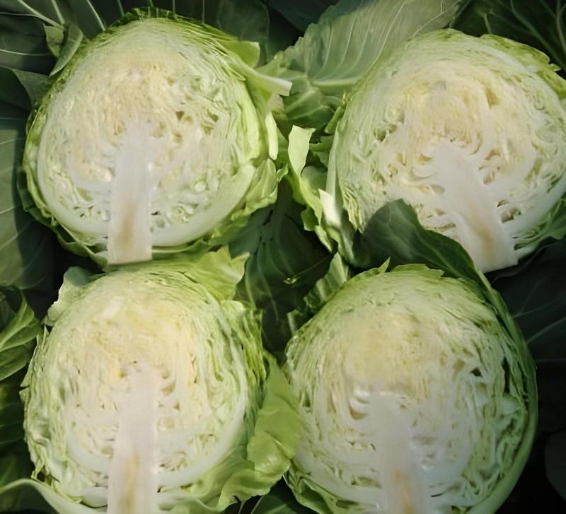 Seminte de varza alba Rijk Zwaan Jetma F1