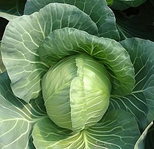 Seminte de varza alba Rijk Zwaan Jetma F1