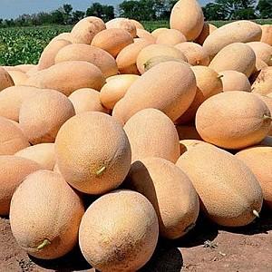 Seminte de pepene galben Hazera Raymond F1