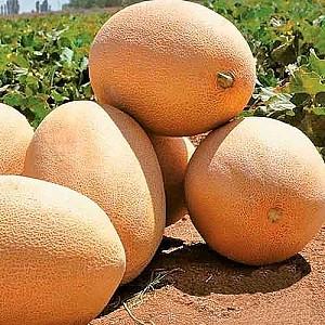 Seminte de pepene galben Hazera Raymond F1