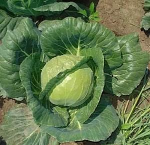 Seminte de varza alba Rijk Zwaan Adema F1