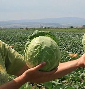 Seminte de varza alba Rijk Zwaan Adema F1