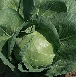 Seminte de varza alba Rijk Zwaan Adema F1