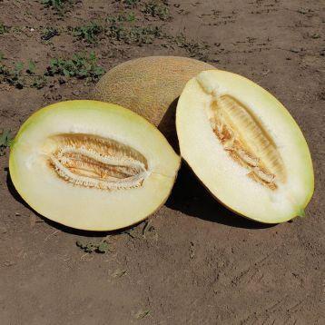 Seminte de pepene galben Clause Maori F1