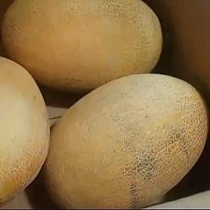 Seminte de pepene galben Clause Maori F1