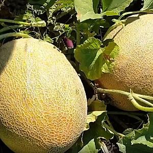 Seminte de pepene galben Clause Maori F1