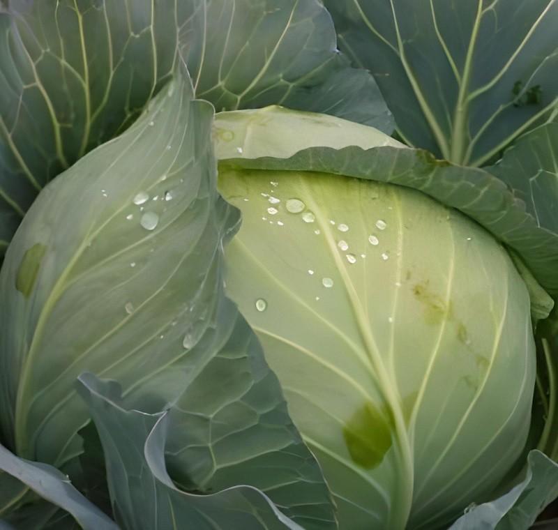 Seminte de varza alba Rijk Zwaan Topma F1