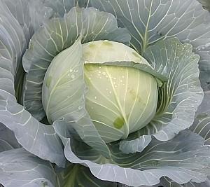 Seminte de varza alba Rijk Zwaan Topma F1